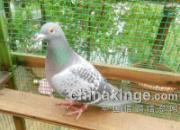 �ɲ��������񣺴�����վȫ�鳲(ͼ)