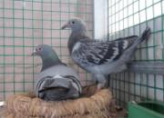 ª�Ҹ룺��ζ�ùھ�(ͼ)