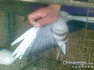 �����ֳ���ɫ��