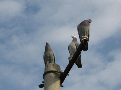 �ҷɲ����� ϱ��ŭ�ߵ��߸�