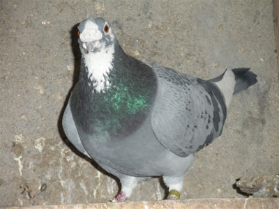 ������ֻ����� ǿ���Ŵ�̫�ֲ�