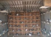 �����ŷ�����͵����60����ر�