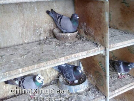 ��������1500�������轫ʿ(ͼ)