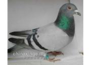 ǧ������� һ�߸߶��ɲ���(ͼ)