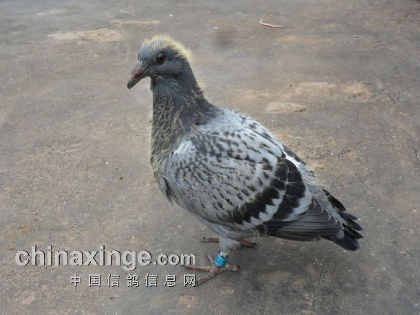 ���ǿ���Լ����ϳ���(ͼ)