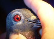 ��Ѫ����֮�Σ�����ż���ø�(һ)