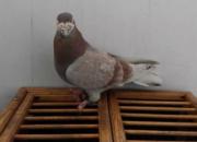 13��Ϲ���ϴƵ��� ÿ�껹����(ͼ)