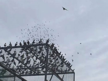 ������ʢ��˵��ů����(ͼ)