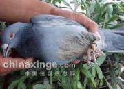 ��ǿ��ʿ��600�����������(ͼ)