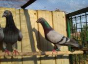 ����Ʒ�������ݺ����ġ�������š�(ͼ)