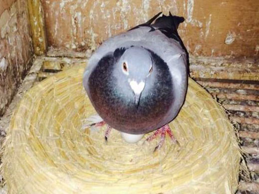 Լ���������Ԫ�Ļع����(ͼ)