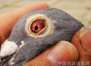 ��Ѫ����֮�Σ��׷����ٹ���˳����(��)