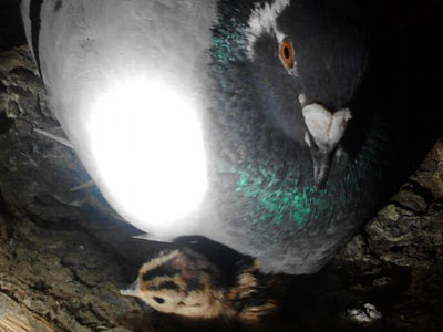 �����衱����СҰ�� �ܻ���(ͼ)