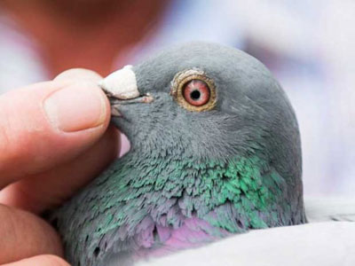 ����ʱ���׹�����28781��˳���ŷ�(ͼ)