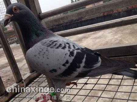 �ָ����� �����ײ�ɹ�����(ͼ)