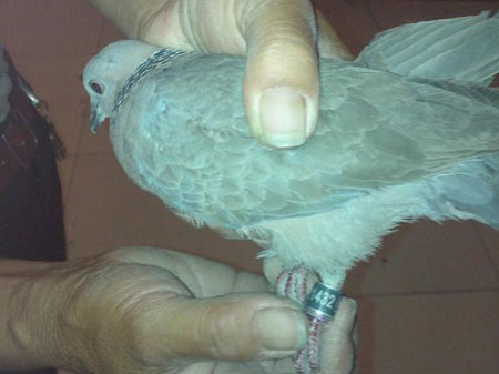 ��Ұ�롱�����Ż���Ȼ(ͼ)