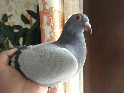 ɹ�׸룺����Ҫ��ھ��Ľ���(ͼ)