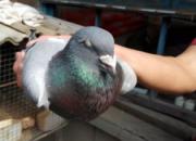 13��Ϲ���ϴƣ����˵��� ����ɺ�(ͼ)