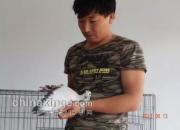 �Գ�һϵ��26��ͬһѪ�����͹���(ͼ)