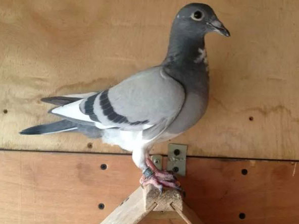 2015���＾����β�𽻹���(ͼ)