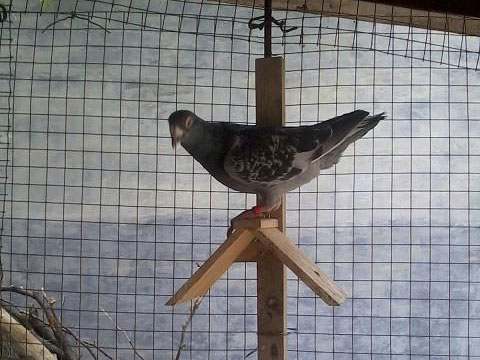 �����޳����͵ġ��ƽ������(ͼ)