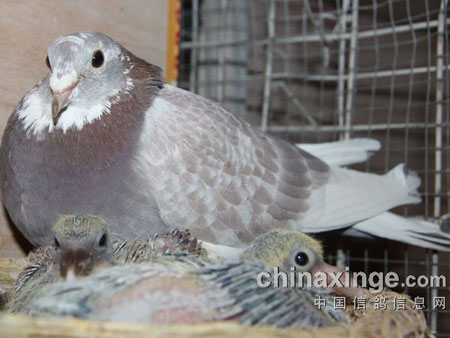 �й���½�����Ѿ���ȫ����������ģ�