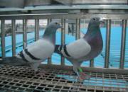 �ɼ����淨�������Ľ��