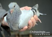 �׸��ݳ����� ��ǿ���˸ж�