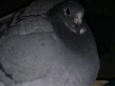 ����˼�飺����Ƹ뾹�ӻ�(ͼ)