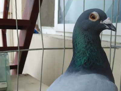 �Ͻ�ն��˫�Ϲھ�(ͼ)