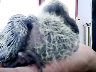 �������ڼ�һ���ĸ���