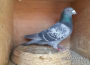 ����Ʒ������Զ�����θ��ǵĺ��(ͼ)