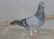 ��Ʒĸ��Э���� �������