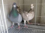 ����������ȳɼҺ���ҵ