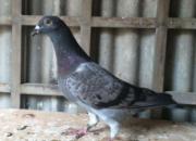 ����Ʒ�����ɿ���Ļ���Ű����Ӵ�(ͼ)