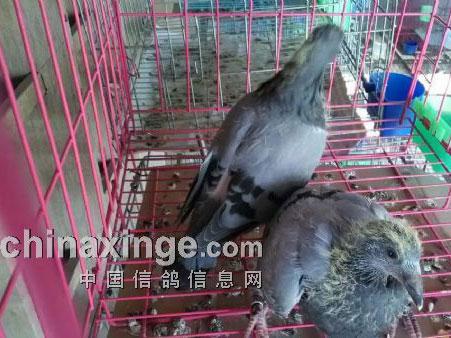 ��ʮ������͹��� ����˭�أ�(ͼ)