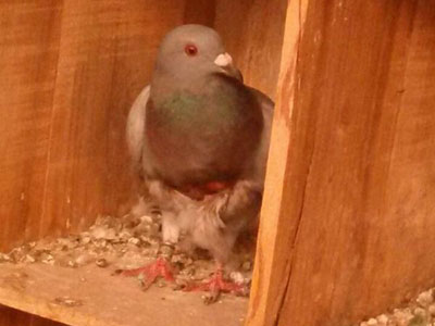 �����Ŵα�ײ����ƽ���ǵĻ���