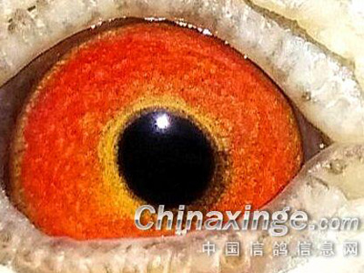 60Ԫ��ķ��־���н���ߣ�