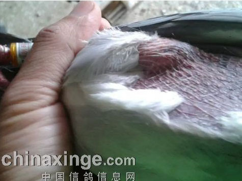 �е��ɻ�14�� �Ұ��Կ��(ͼ)