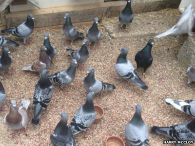 Ӣ��ǿ��50�𱻵����ܼ�8�� ���ʴ����ƻ�����