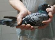 ̩����1500�����һ��鳲����(ͼ)