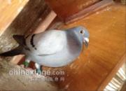 ����־�� ����롱��ѷ�ڡ���Ѫ��(ͼ)