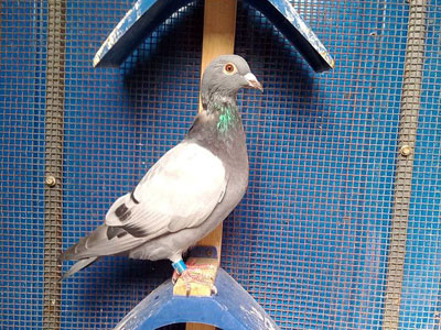 �ܹ��Ч��(ͼ)