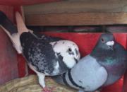 ֱ�ϱ�������ǧ���� ���߹���(ͼ)