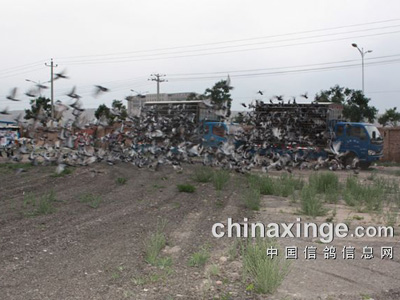 �鳲����֤��̸��Զ�̸�������(ͼ)