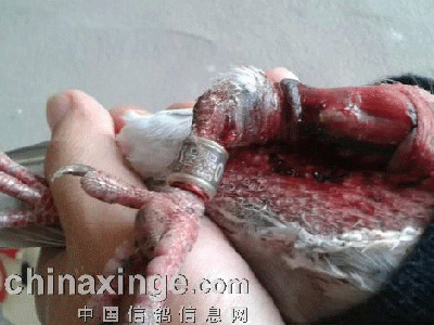 �����Ӹ�������(ͼ)