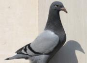 �����ӣ������׸�Ӵ��յ��ӻ�