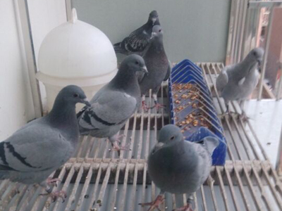 �����ܶ��� �������Ÿ�ײ��(ͼ)