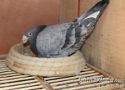 ����Ʒ�������������Щ��ѫ����(ͼ)