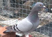 ���Ʋ���������һ�У���������(ͼ)